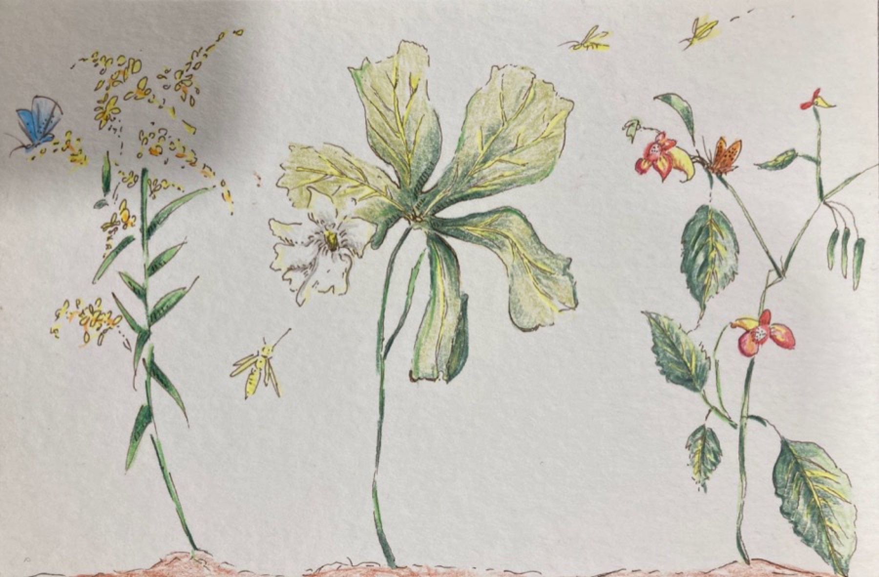 Botanical field sketch with insects