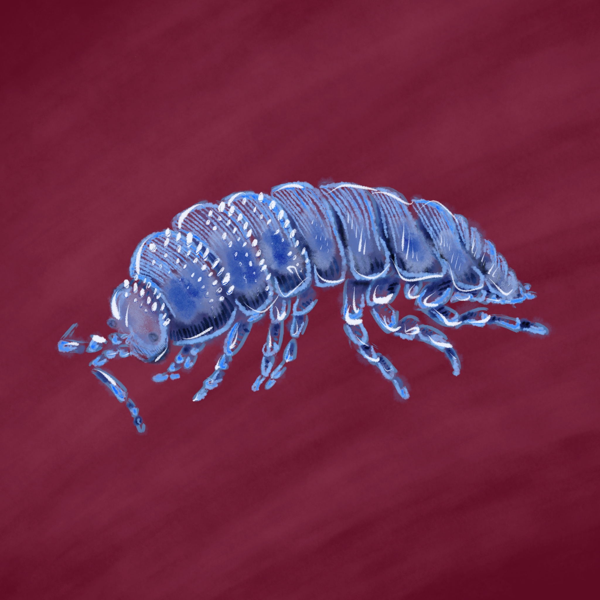 Hemilepistus reaumuri illustration