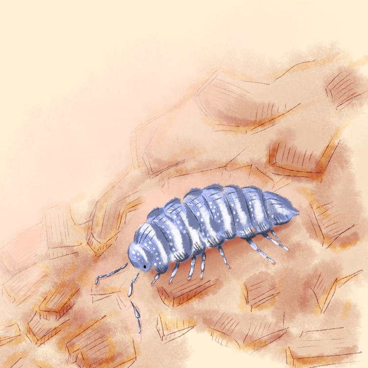 Second Hemilepistus reaumuri illustration