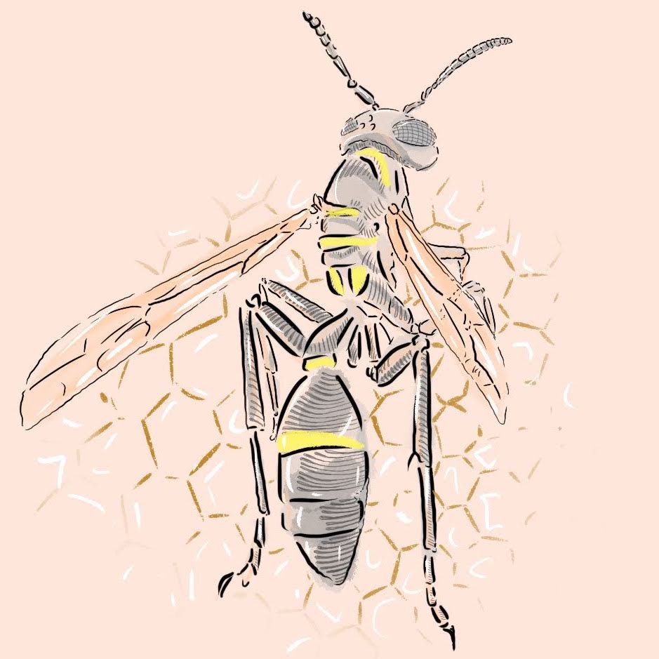 Wasp illustration