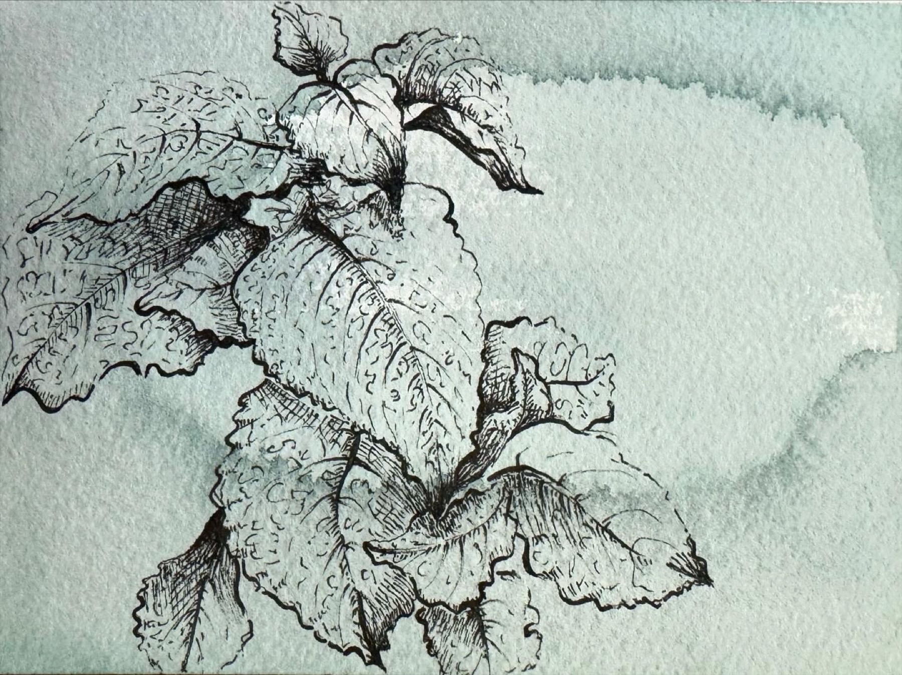 Ink and watercolor iris study