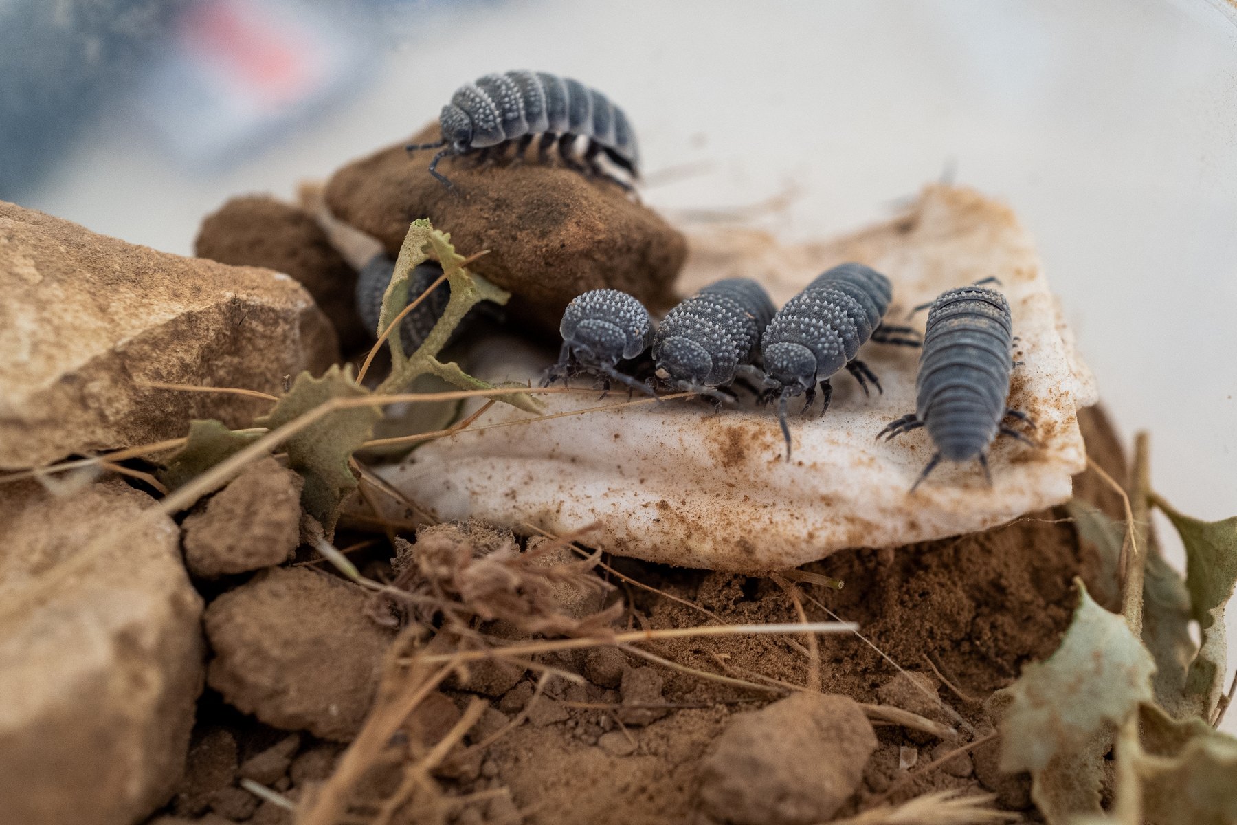 Terrestrial isopods gathered on substrate during experimental design work
