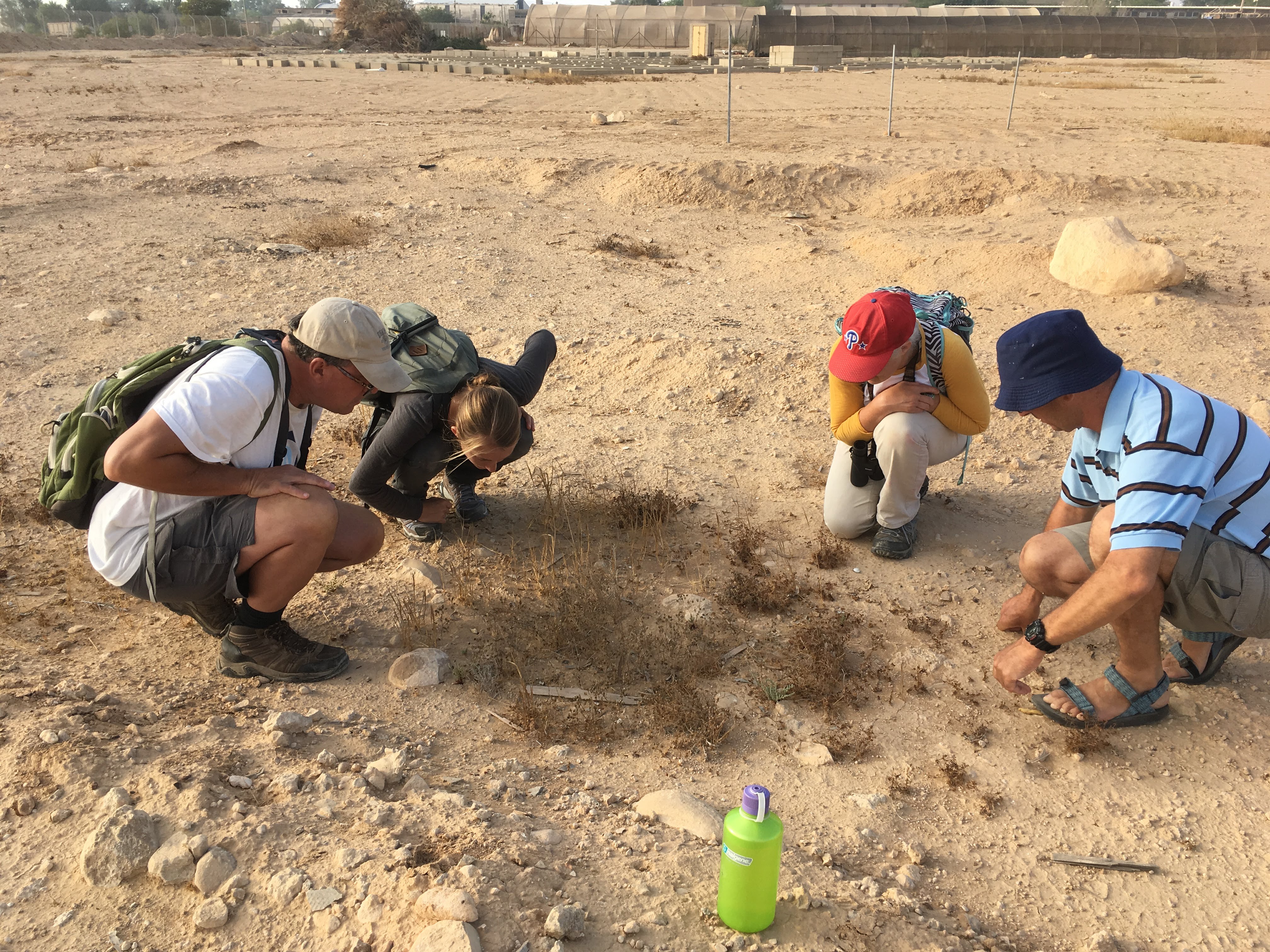 Researchers observing desert ant field sites