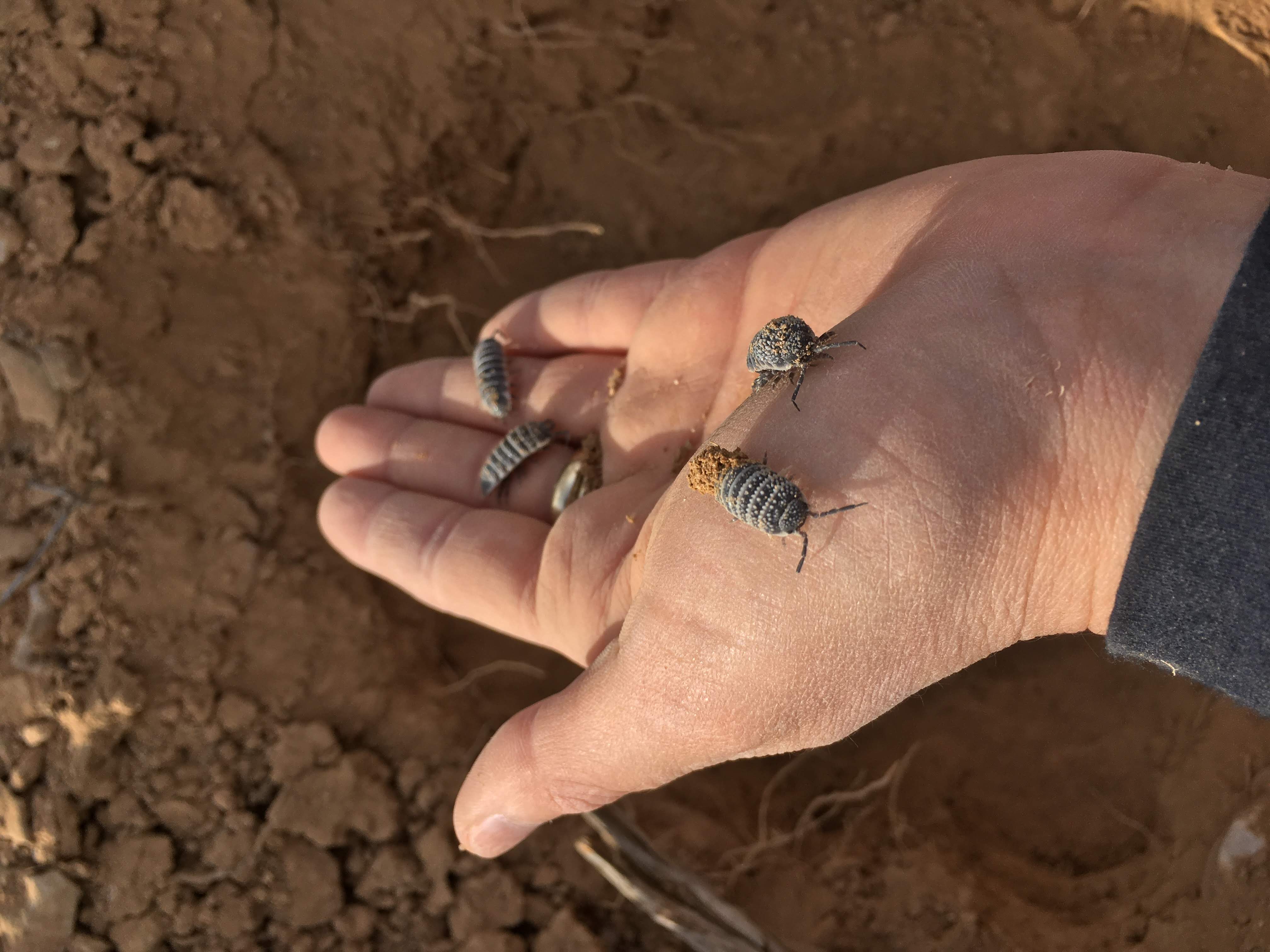 Field collection with isopods in the desert