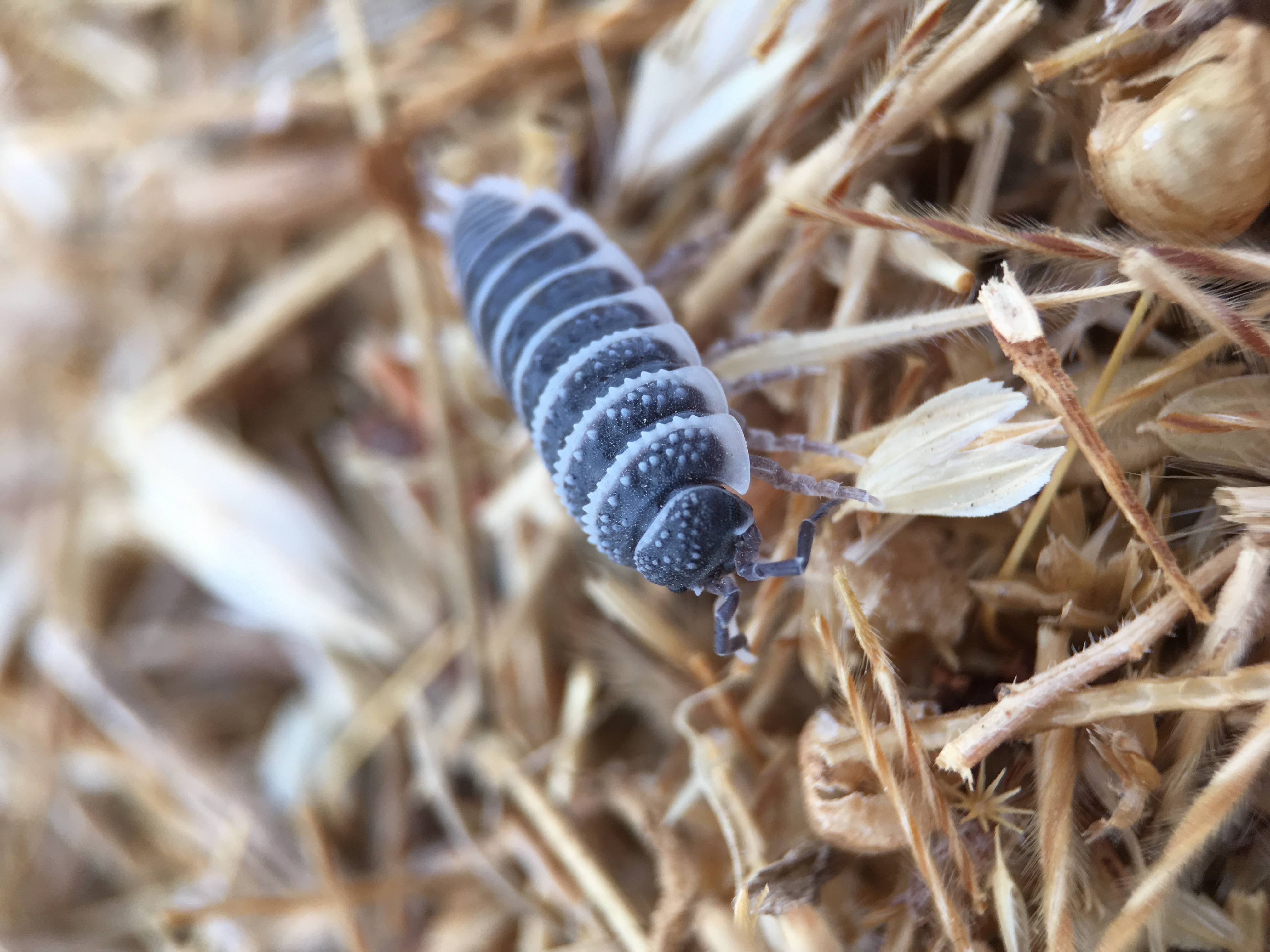 Desert dwelling isopod on rocky substrate