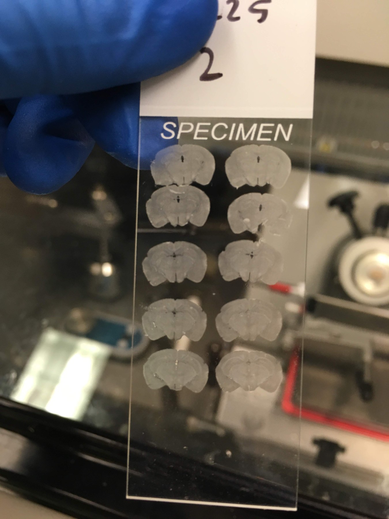 Brain histology slide from the Geffen lab