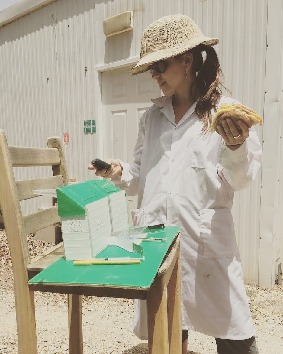 Honey bee research