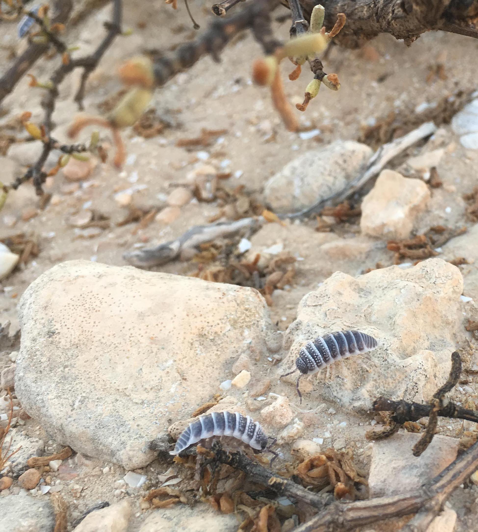 Terrestrial isopods