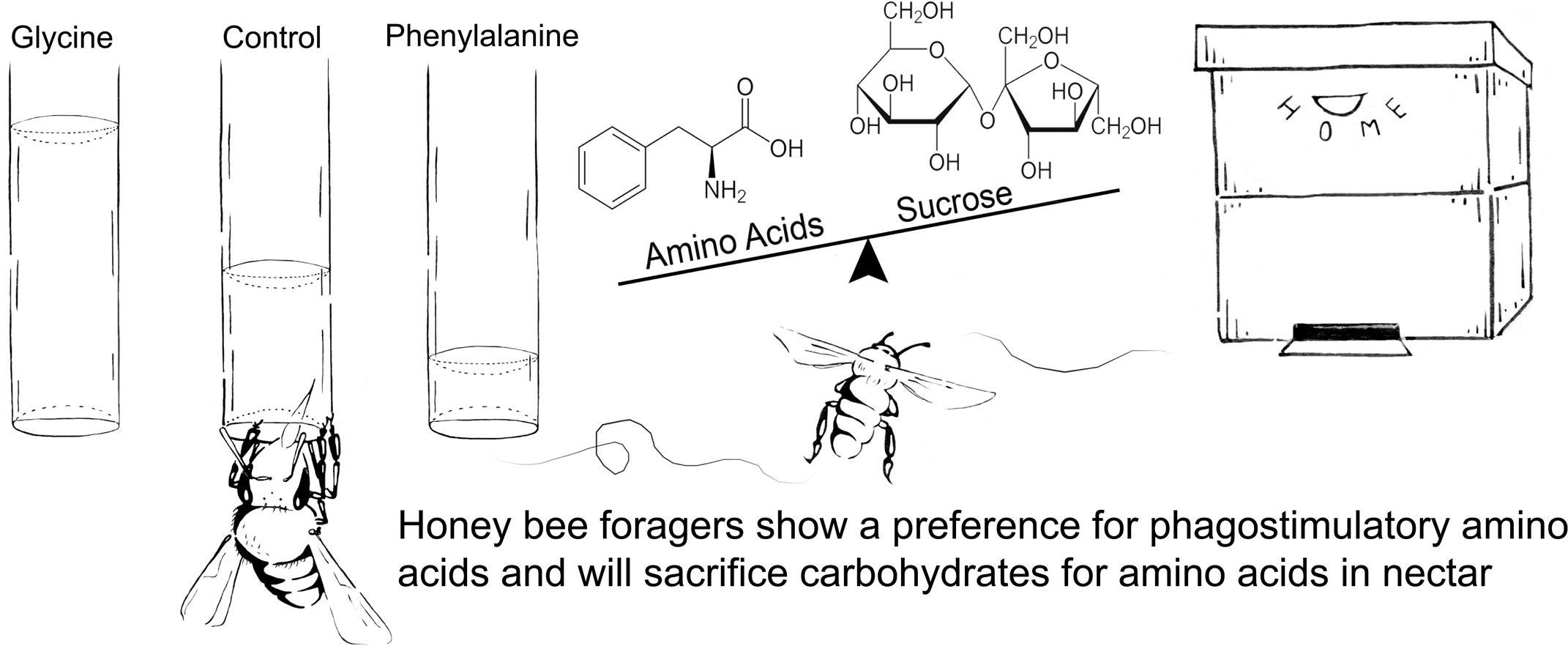 Graphical abstract from honey bee nutritional tradeoffs article