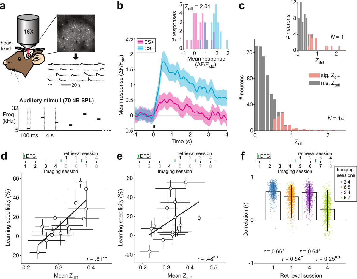 Figure 2 from neuronal activity and sensory cortex learning article