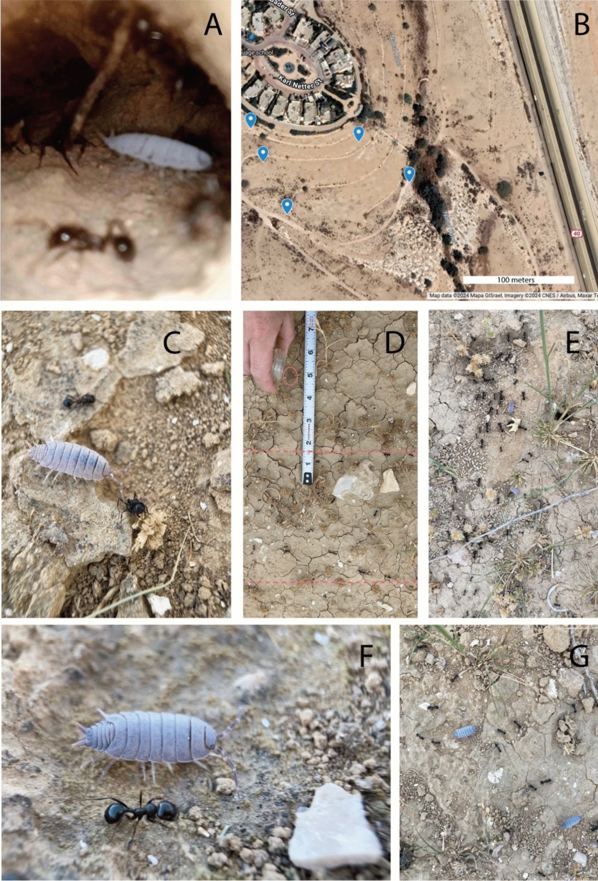 Figure 1 from isopod and ant guest article