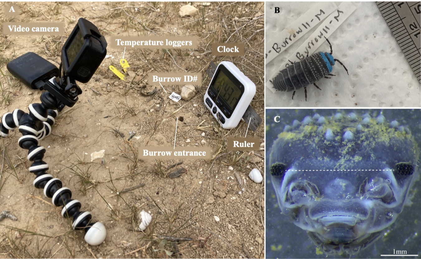 Thesis figure showing isopod field setup, marked isopod, and microscope view
