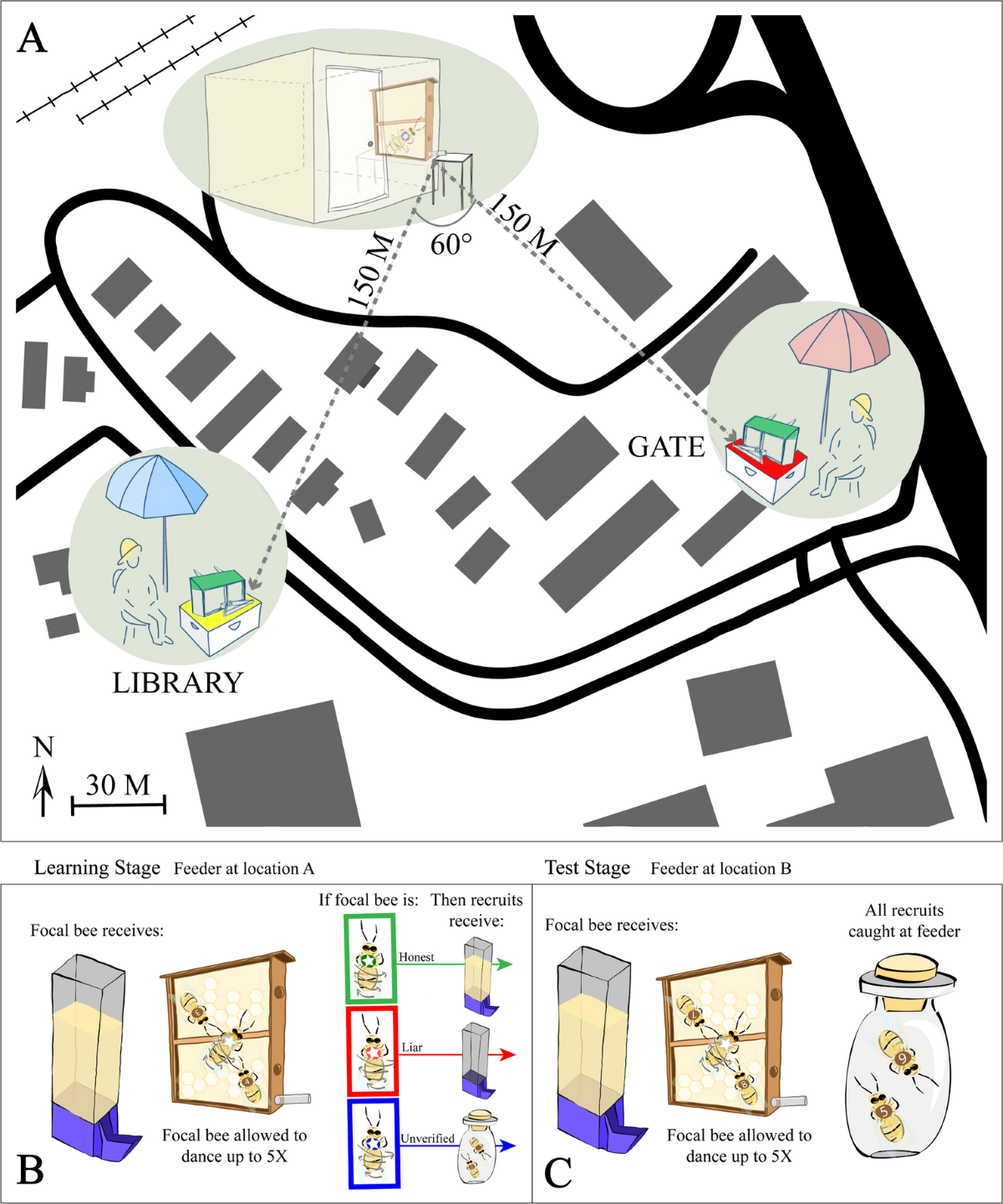 Figure 1 from honey bee dance information article